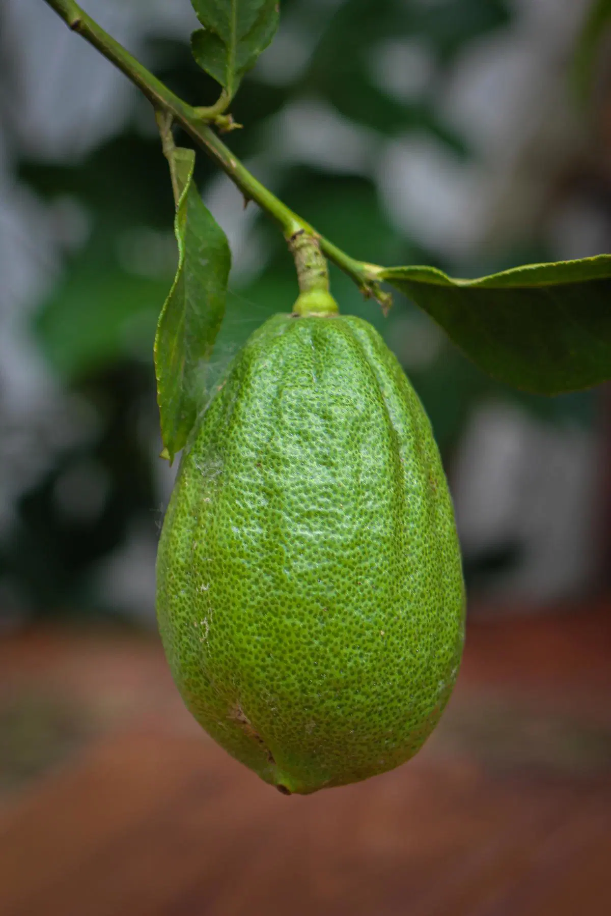 Lemon(Kajinemu)