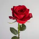 Rose – image 1