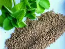 Ajwain – image 2