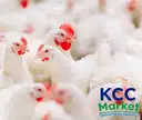 CHICKEN LIVE (APPROX. 2.5 KGS LIVE) – image 1