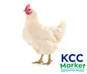 CHICKEN LIVE (APPROX. 2.5 KGS LIVE) – image 2