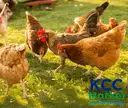 COUNTRY/NAATI CHICKEN (APPROX. 2 KGS LIVE) – image 1