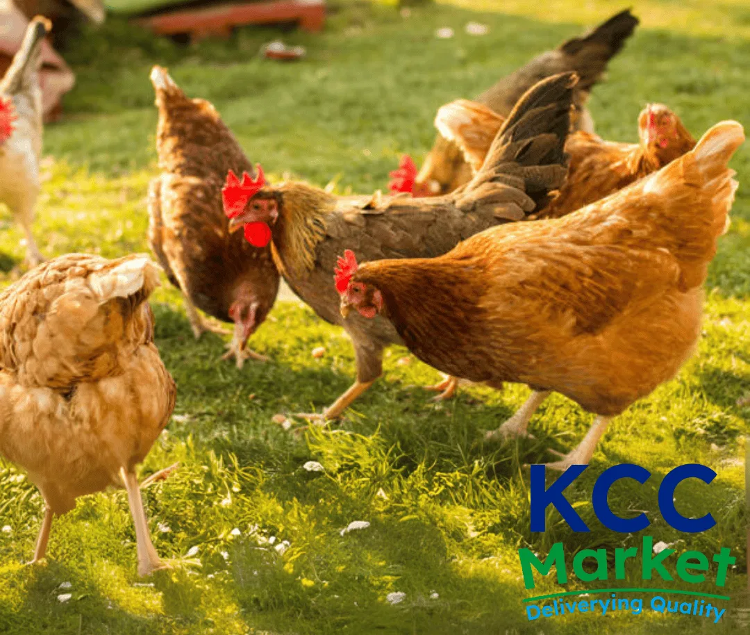 COUNTRY/NAATI CHICKEN (APPROX. 2 KGS LIVE)