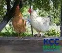 COUNTRY/NAATI CHICKEN (APPROX. 2 KGS LIVE) – image 2