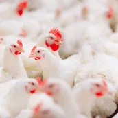 Fresh Raw Chicken & Poultry
