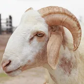 Fresh Raw Mutton