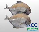 BLACK POMFRET (SUNDAY ONLY) – image 1