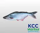 PANGASIUS BASA RAW (SUNDAY ONLY) – image 1