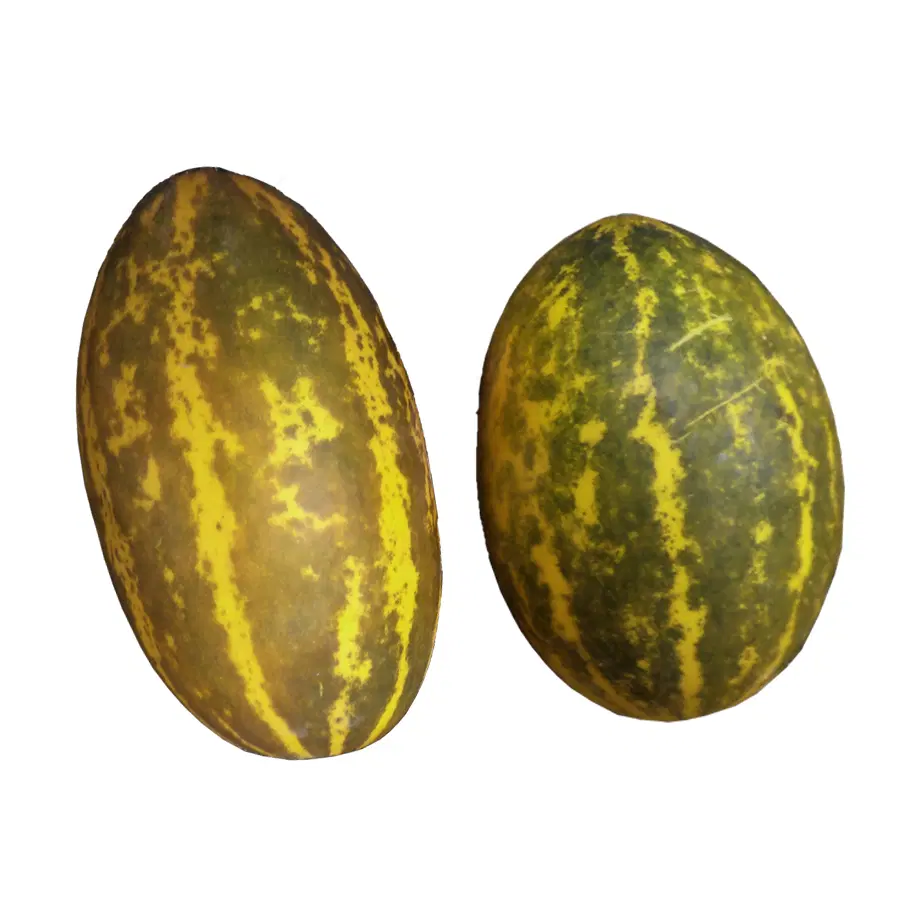 Cucumber
