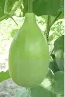 LAUKI - BOTTLE GOURD – image 1