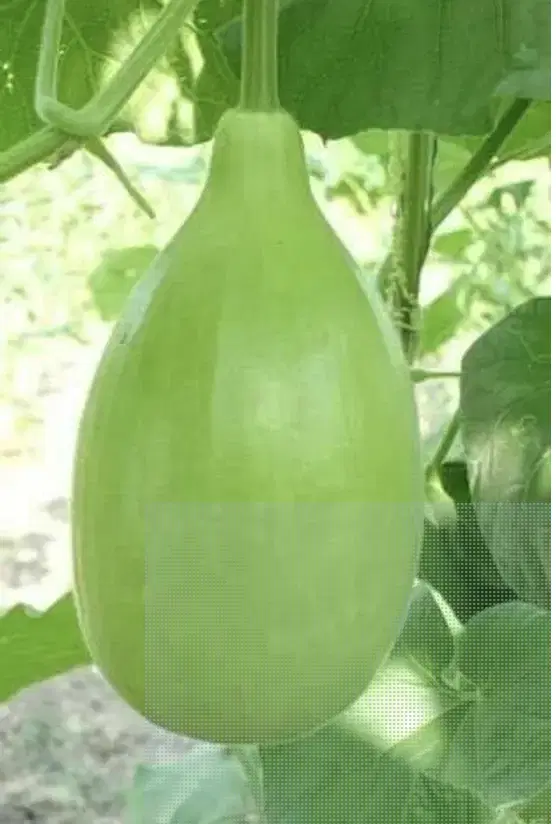 LAUKI - BOTTLE GOURD