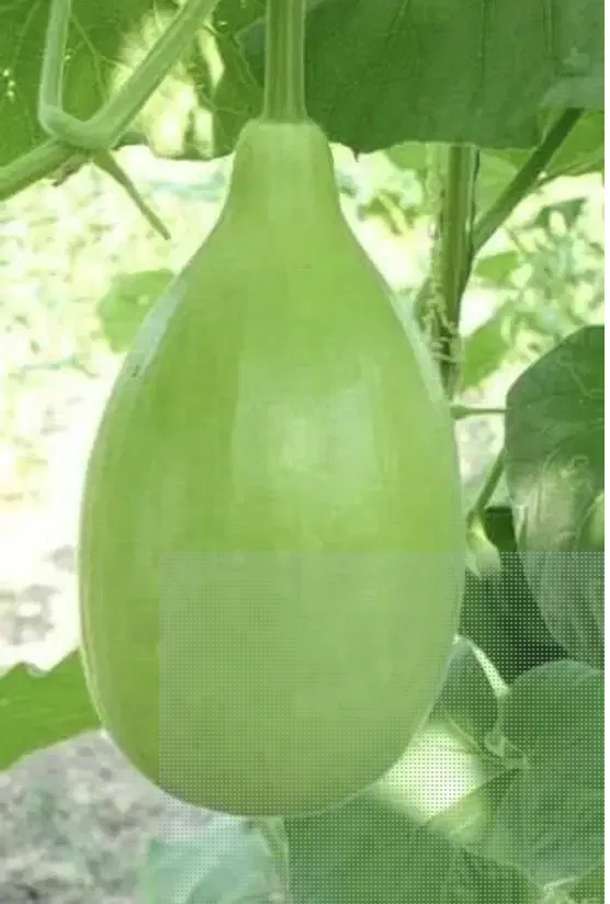 LAUKI - BOTTLE GOURD