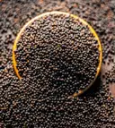 SABUT BLACK SARSO (RAI) 100 G – image 1