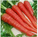 CARROT 1KG – image 1