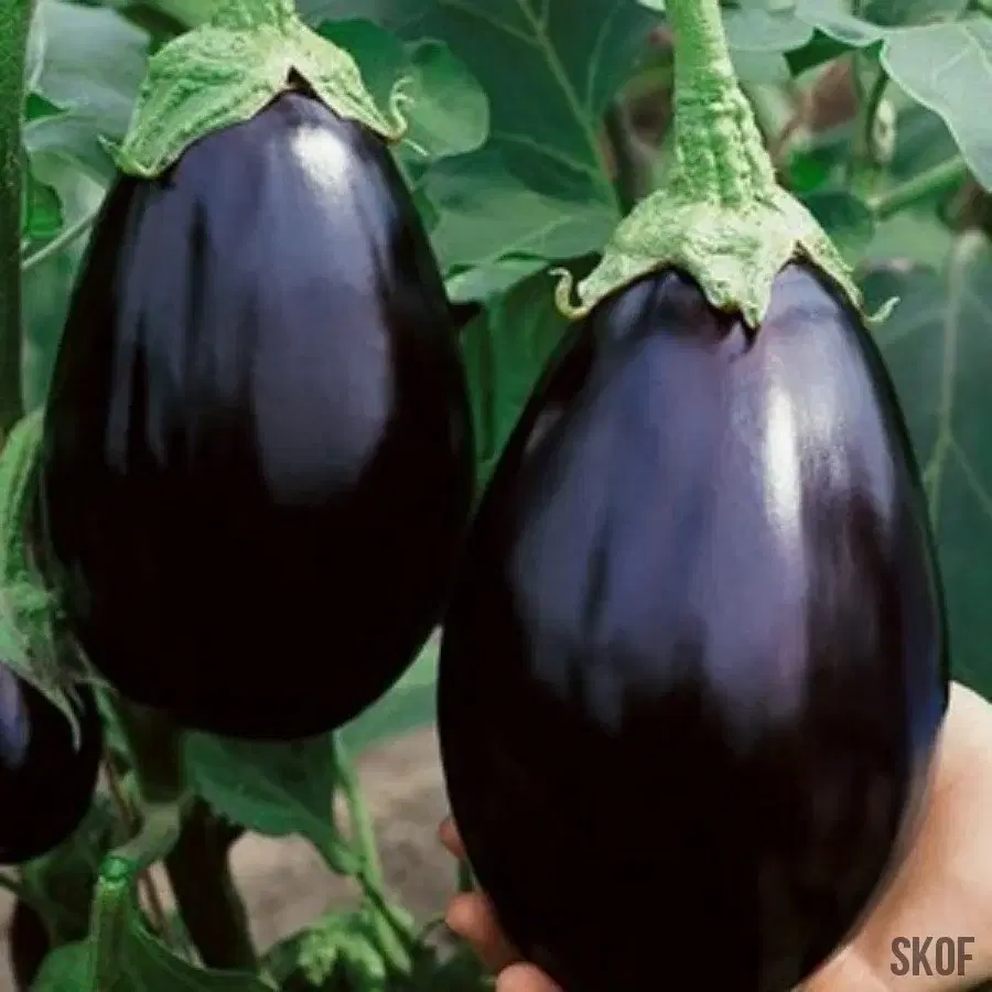 BRINJAL / PURPLE