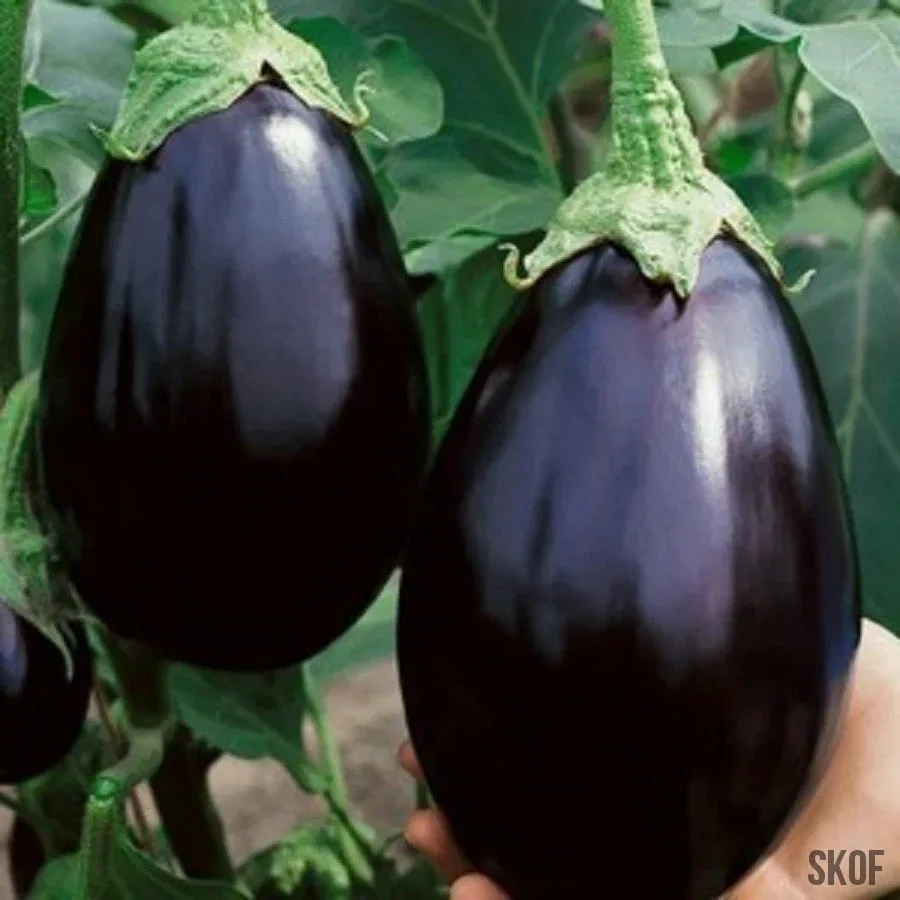 BRINJAL / PURPLE