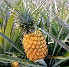 PINEAPPLE 1PC (700 GM - 1.2KG)