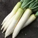 RADISH - MULI 250 GM – image 1
