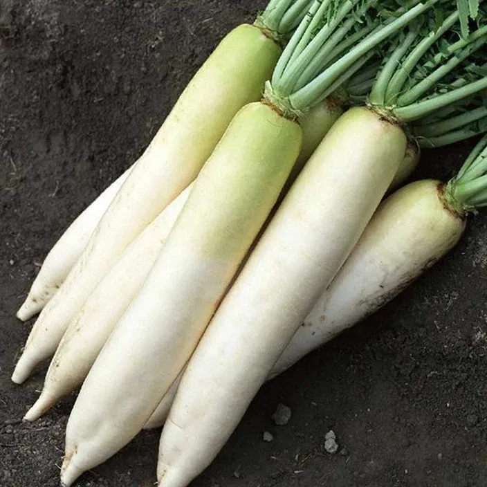 RADISH - MULI 250 GM