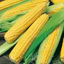 Sweet Corn Each – image 1