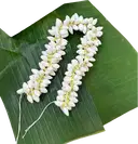 Jasmine Flowers With String Box – image 3