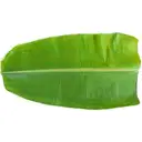 Indian Banana Leaf Each – image 1