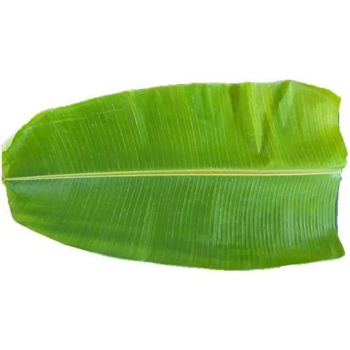 Indian Banana Leaf Each