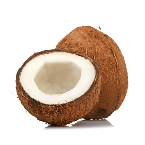 Brown Coconut Jumbo (Kobbarikaya) With Tail