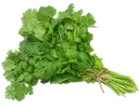 Coriander Bunch – image 1