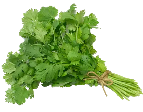 Coriander Bunch