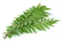 Curry Leaves Pre Packed 50g – image 1