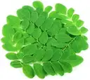 Drumstick Leaves (Moringa Leaves) – image 1