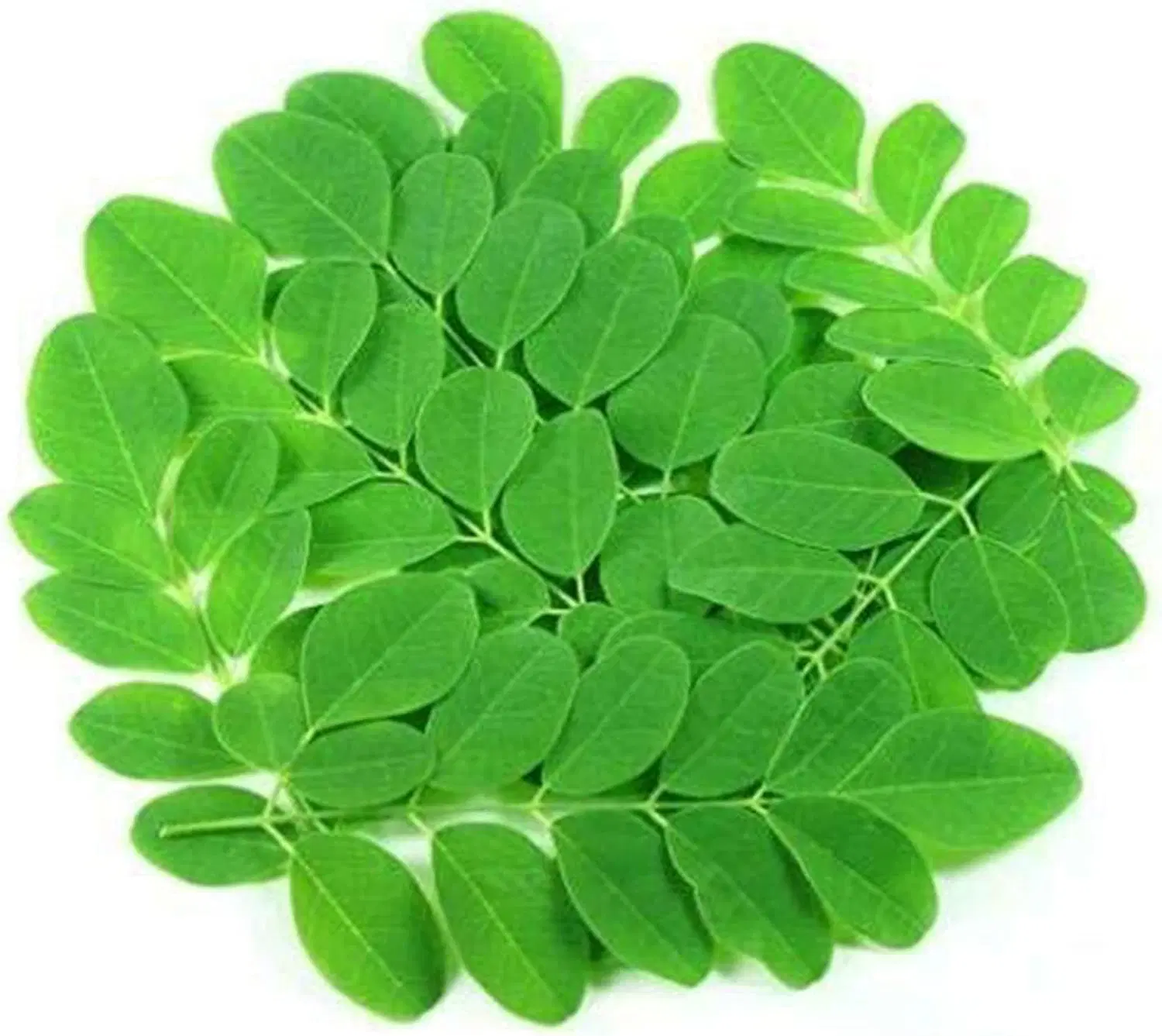 Drumstick Leaves (Moringa Leaves)