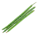 Drumsticks (Mulakkada) / Moringa – image 2