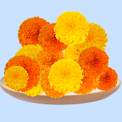 Flowers & Leaves