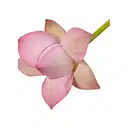 Fresh Lotus Flower – image 3