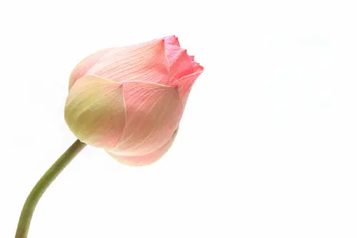 Fresh Lotus Flower