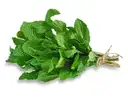 Mint / Pudina – image 1