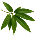 Fresh Mango Leaves (8 Leaves)  – image 1