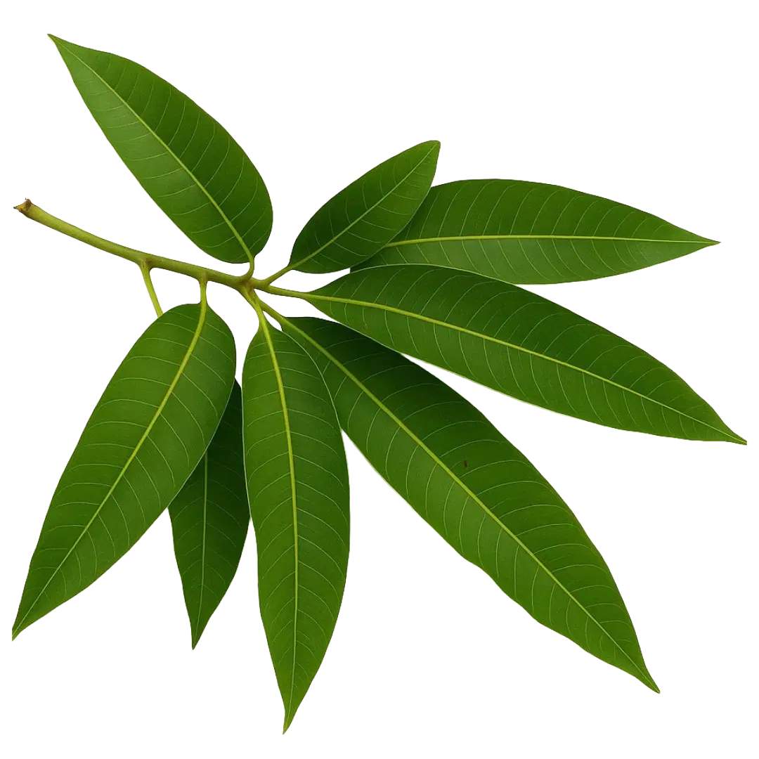 Fresh Mango Leaves (8 Leaves) 