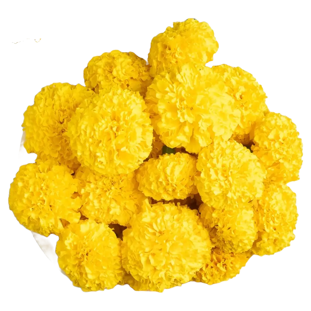 Marigold Yellow Flowers 