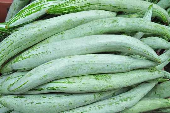 Snake Gourd (Potlakaya)
