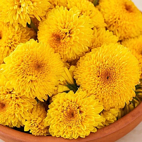 Chrysanthemum Yellow / Chamanthi / Shevanthi 
