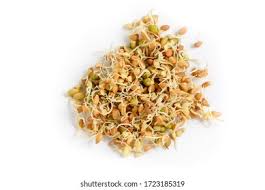 Millet Sprouts (Bajra)