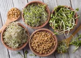 All Sprouts