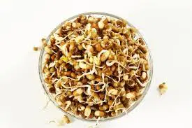 Moth Grain Sprouts