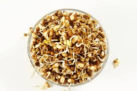 Moth Grain Sprouts