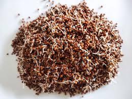 Ragi Sprouts