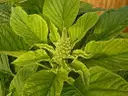 Amaranthus thotakura green – image 1