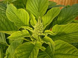 Amaranthus thotakura green